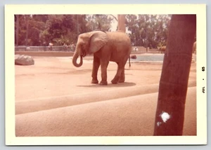 Foto encontrada elefante en una trompa de zoológico en su boca Loxodonta - Imagen 1 de 2