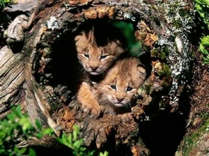 BABY LIONS POSTER Amazing Cute Shot HOT RARE NEW - Picture 1 of 1