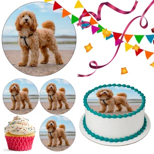 Cockapoo Dog Cake Topper Party Decoration Edible Birthday Celebration Cupcake - Picture 1 of 15