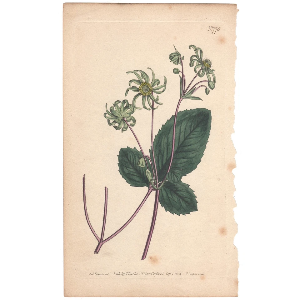 Curtis Botanical Magazine antique hand-colored engraving 775 Blistering Knowlton - Image 1 of 3