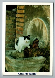 Katzen in Rom Italien - Largo Argentina Postkarte - Bild 1 von 2
