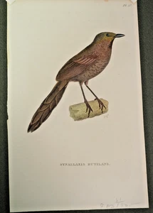 Synallaxis Rutilans  - originaler altkolorierter engl.  Kupferstich im PP - Bild 1 von 5