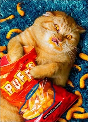 Cheese Puff Cat Stand Out Pop Up Birthday Card - Greeting Card by Avanti Press