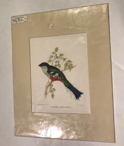 John Gould Color Print Cuban Trogon Bird!!! - Picture 1 of 3