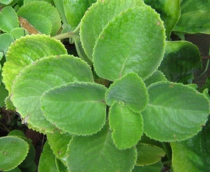 50 Organic Cuban / Mexican OREGANO LEAVES Patta Ajwain Ova Vacuum Packed Fresh - Picture 1 of 1
