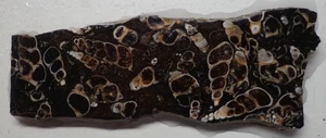 WRG- WRG- Turritella Agate Slab 32 grams Wyoming Lapidary Old Stock - Picture 1 of 4