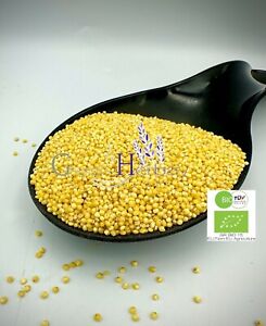 Organic Whole Pearl Millet Seeds 20g(0.70oz)-4.9kg(10.80lb)Seeds Golden Pearls