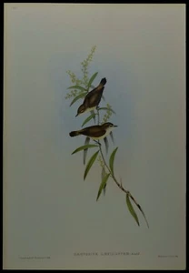 John Gould Manglar Pájaro Gris Museo Británico Impresión Limitada Oficial - Imagen 1 de 2