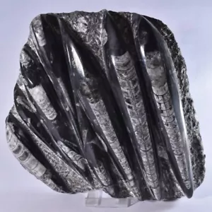 ORTHOCERAS Fossil Slab Large Cut and Polished Statue Devonian Morocco 260mm - Foto 1 di 5