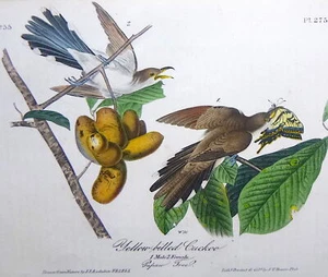 Audubon 1°ed Octavo CUCULO GIALLO FATTURATO Birds of America 1840 originale - Foto 1 di 7