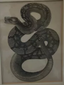 Grabado de serpiente del Emory libro de encuesta de límites mexicanos de Estados Unidos grabado de 1857 - Imagen 1 de 8