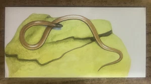 Vintage - 1962 - Gelles Widmer - Reptile CARD -42. Northern Flat-Headed Snake - Picture 1 of 2