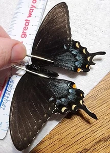 Mariposa cola de golondrina de tigre Indiana #34C forma negra Papilio glaucus - Imagen 1 de 3