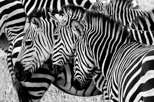 Three Zebras In The Wild Faces Aligned Photo Poster 18x12 - Picture 1 of 1