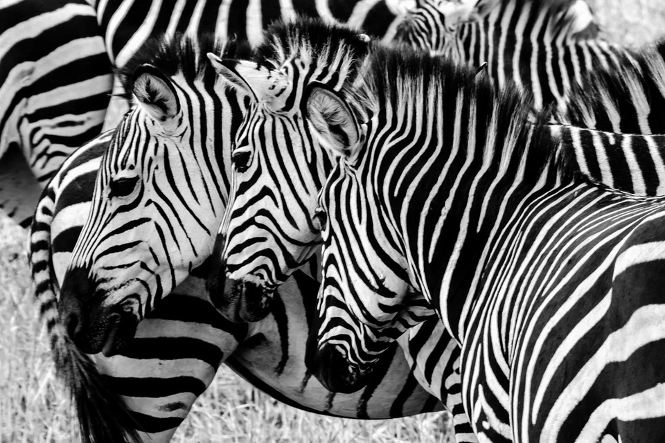 Three Zebras In The Wild Faces Aligned Photo Poster 18x12 - Image 1 of 1