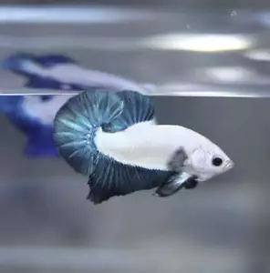 Blue Rim Plakat - Male betta - Picture 1 of 2