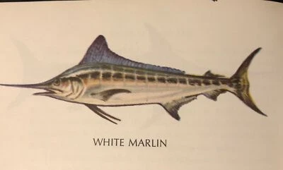 Sportsman's Guide To Game Fish Byron Dalrymple 1968 Outdoor Life Books Foto 1 de 4