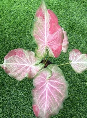 AUTHENTIC Caladium  JoShua  1 bulbs - Image 1 of 4
