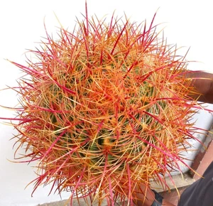Ferocactus chrysacanthus ORANGE LG07 - - Goldfass | Goldfasskaktus - Bild 1 von 4