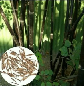 12 Samen Phyllostachys nigra schwarz Bambus frisch Gartenpflanze Samen - Bild 1 von 4