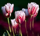 Flammende Tulpen Blumenzwiebeln schnell wachsende Blumen für Hecken Pflanzen Mix
