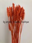 25PCS DRIED WHEAT STEMS WEEDING FLOWERS HARVEST NATURAL DECORATION IN ORANGE