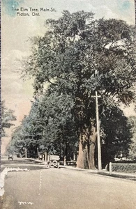 Picton Ontario The Elm Tree Main Street Canada Postcard 1930s - Picture 1 of 4