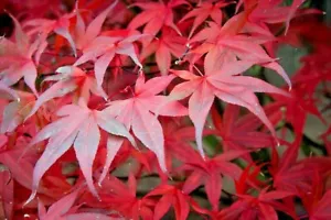 15 MUSASHINO JAPANESE MAPLE SEEEDS - Acer palmatum ' Musashino ' - Picture 1 of 6