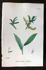 Sowerby 1868 Hand Col Botanical Print White Willow 1309