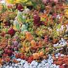 250 SEDUM Seeds - Mixed Variety - Stonecrop Outdoor Succulent - UK Seeds