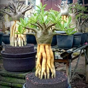 Adenium Golden Root Long Codex Arabicum free Phytosanitary - Picture 1 of 3