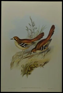 John Gould Eastern Scrub-robin Bird British Museum Official Limited Print - Bild 1 von 2