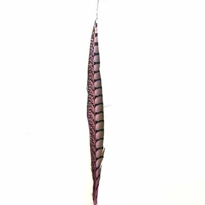 20" to 30" Lady Amherst Pheasant Side Tail Feather - Pink ((SECONDS)) - Picture 1 of 3