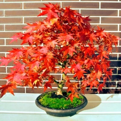 *RED SUNSET* MAPLE SEEDS (Acer rubrum) Landscaping/Bonsai Fast, Hardy to 4 - Image 1 of 4