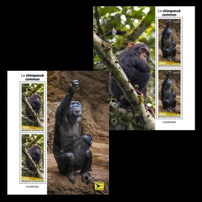 Chimpanzee Monkeys MNH Stamps 2024 Central African 2 M/S - Image 1 of 3