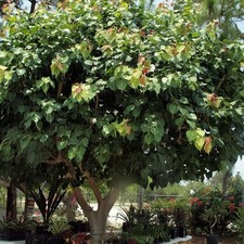 Sacred Fig Tree Seeds (Ficus religiosa) 30+Seeds