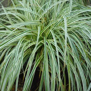 Carex Oshimensis Feather Falls x 1 Plant ------ Variegated - Ornamental Grass - Picture 1 of 3