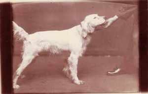 BEAUTIFUL LIGHT-COATED c1915 ORIGINAL Photo ENGLISH SETTER ~ DOG - Picture 1 of 2