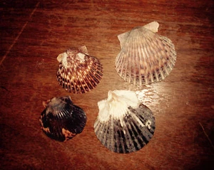 LOTE DE 8 conchas de almeja bivalva con y sin pernáculos  - Imagen 1 de 2