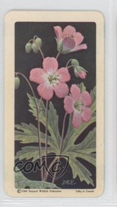 1961 Brooke Bond Red Rose Wild Flowers of North America Tea Geranium #29 0a3