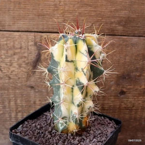 D5191 FEROCACTUS RECURVUS ABIGARRADO maceta 12-H16-W8 cm MaMa Cactus - Imagen 1 de 4