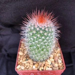 Mammillaria spinosissima, cactus plant - Picture 1 of 3