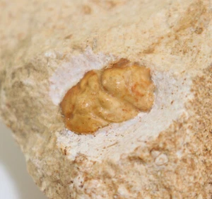 Krebs, Laeviprosopon sublaeve, Jura, Kimmeridge, Weißenburg, Deutschland -b284 - Picture 1 of 5