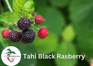 2 Tahi Black Raspberry Plant -BUY 4 GET 1 Free-Non GMO-Free Shipping - Picture 1 of 1