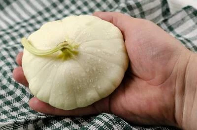 SEEDVILLE USA 50 WHITE Bush SCALLOP SQUASH (Patty Pan / Paty Pan / Squanter Squash) Summer Cuc