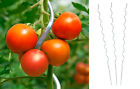 100x Tomatenspiralstab 170 cm Tomaten Spiralstab Rankspirale Pflanzstab Verzinkt