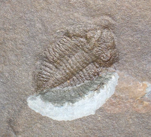 Trilobit, Ogyginus corndensis, Ordovizium, Llanvirn, Powys, Wales, UK-eb8880 - Bild 1 von 5