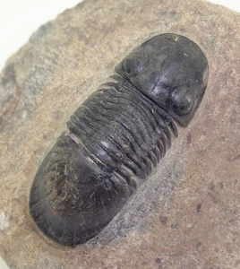 Trilobit, Paralejurus spatuliformis, Devon, Prag, Laatchana, Marokko-L716 - Picture 1 of 9