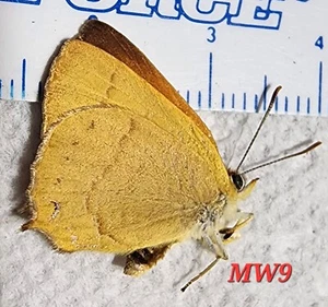 Lycaenidae Habrodais grunus Oregon MW9 Golden Hairstreak Butterfly Insect Moth - Picture 1 of 3