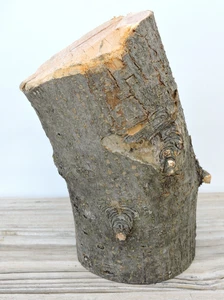 6" Apple Wood Stick Log Chunk Carving Crafts Live Edge Crooked 3 1/8~3 1/2"D - Picture 1 of 15